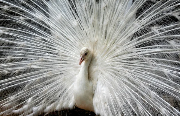 Biały Paw — Zdjęcie stockowe