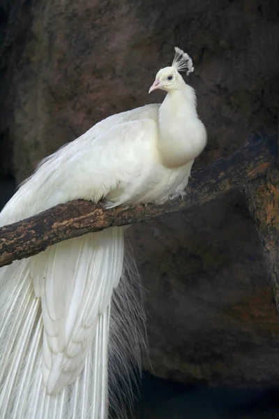 Păun alb — Fotografie, imagine de stoc