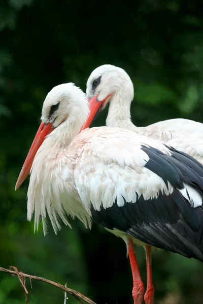 Två pelikaner sittande på stenar — Stockfoto