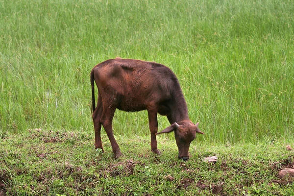 Mladý buvol — Stock fotografie
