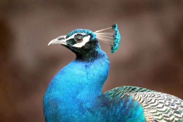India Peacock — Fotografie, imagine de stoc