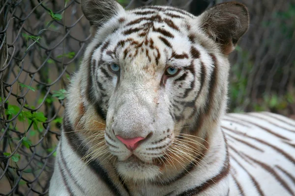 Tigre blanc Photos De Stock Libres De Droits
