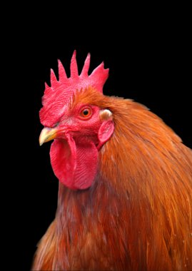 Rooster isolated clipart