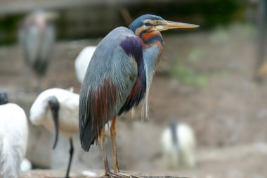 Beautiful crane in birds clipart