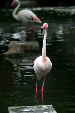 uzun boylu flamingo kuşu