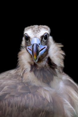 Cinereous Vulture clipart