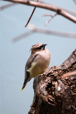 Afrika Pigme falcon