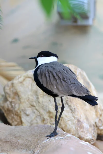 Bird Kingfisher — Stock Photo, Image
