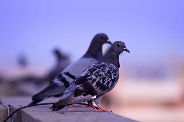 Dois pombos — Fotografia de Stock
