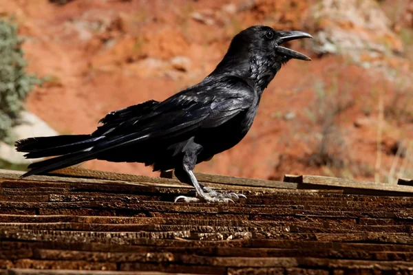 Bird Raven en el parque nacional de Zion — Foto de Stock