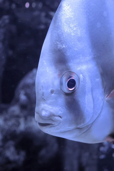 stock image Big fish under water