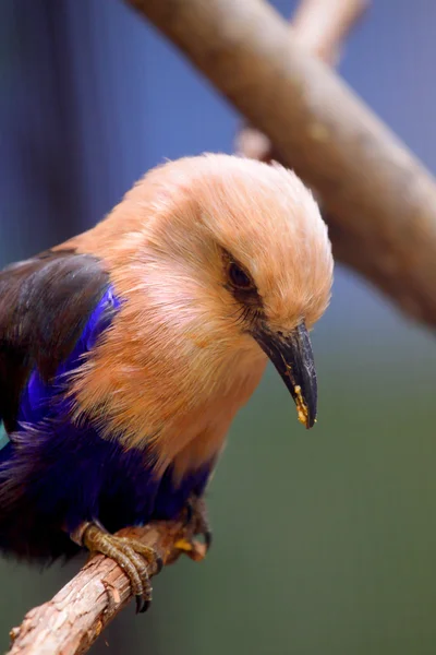 Kingfisher bird — Stock Photo, Image