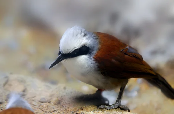Ptak zimorodny — Zdjęcie stockowe