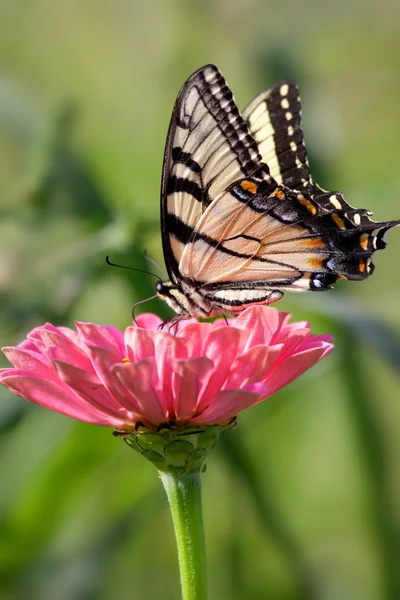 Kelebek kapatmak atış üzerine çiçek — Stok fotoğraf