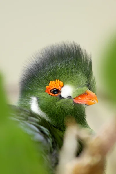 Pájaro verde — Foto de Stock