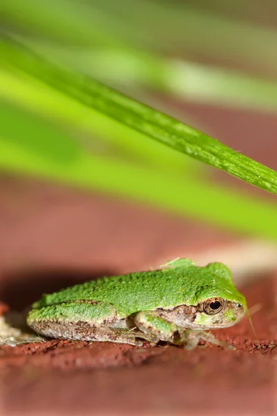 Grüner Frosch — Stockfoto