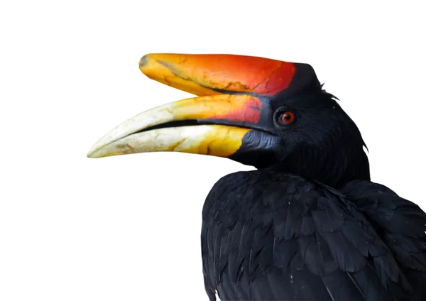 Großer tropischer Vogel — Stockfoto