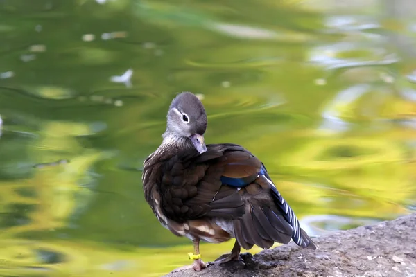 Pato castanho — Fotografia de Stock