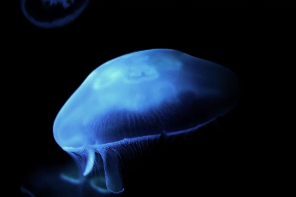 Синяя медуза — стоковое фото