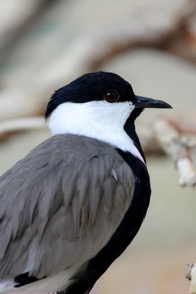 Kuş kingfisher — Stok fotoğraf