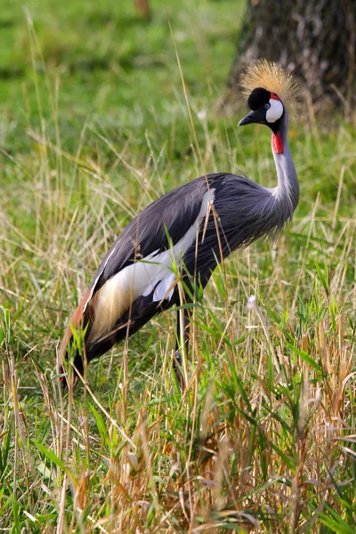 Tall crowned crane — Stock Photo, Image