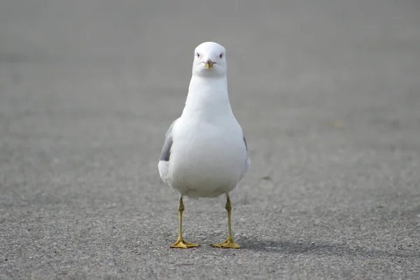Biały gołąb ptak — Zdjęcie stockowe