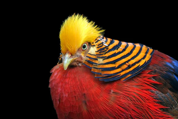 Барвисті птах — стокове фото