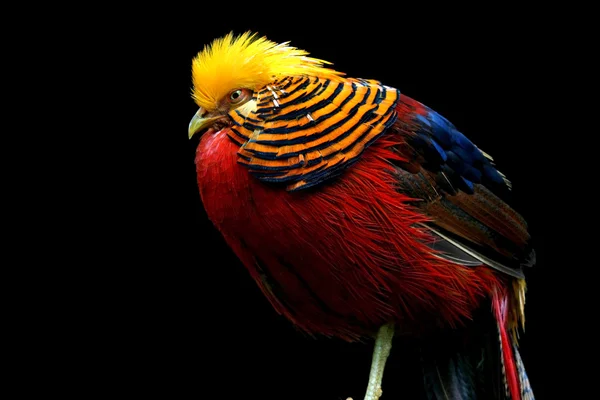 カラフルな鳥 — ストック写真