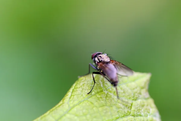 Winzige Fliege auf dem Blatt — Stockfoto