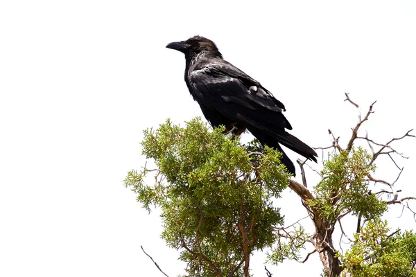 Cuervo salvaje — Foto de Stock
