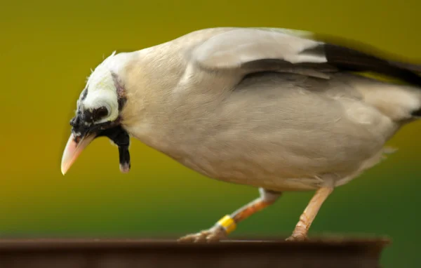 stock image Beautiful bird