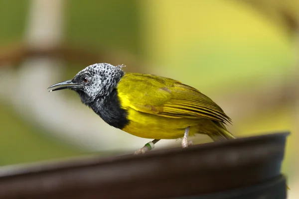Close up shot of bird — Stock Photo, Image