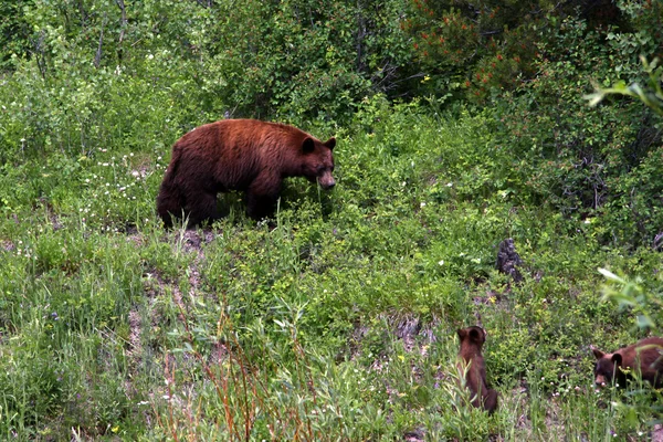 Urso e filhotes — Fotografia de Stock