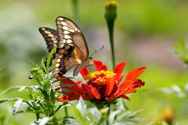 Renkli kanatlı kelebek — Stok fotoğraf