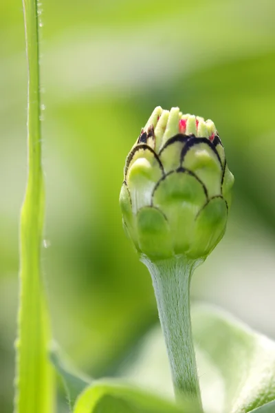 Bourgeon de fleur de zinnia — Photo