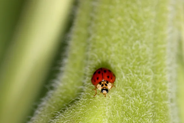 Lady Bug. — Fotografia de Stock