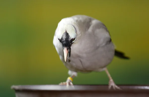 Балі Mynah птах — стокове фото