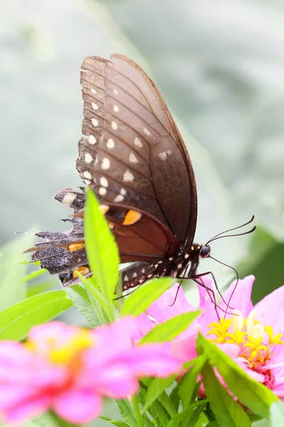 Метелик на квіті цинії — стокове фото