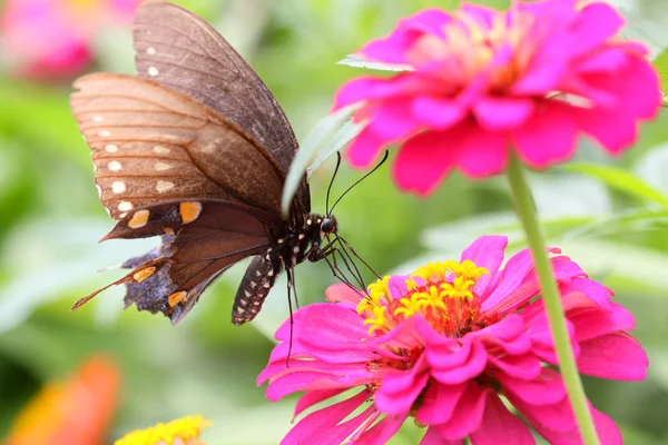 Butterfly on Zinnia flower — Stock Photo, Image