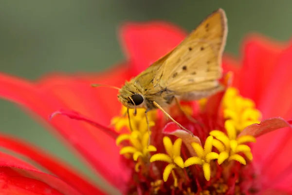 Moth on Zinnia flower — Stock Photo, Image
