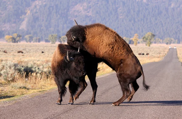 Wild Bisons — Stock Photo, Image