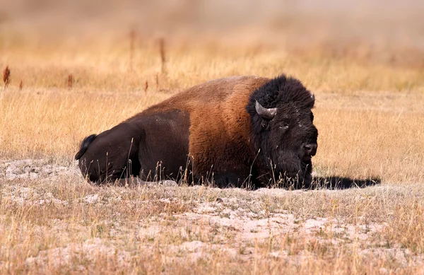 Wild Bison — Stock Photo, Image