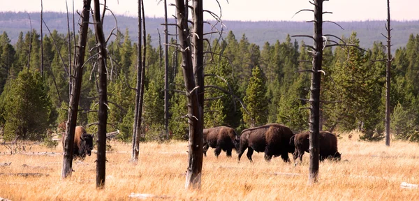 Divoké bizoni — Stock fotografie