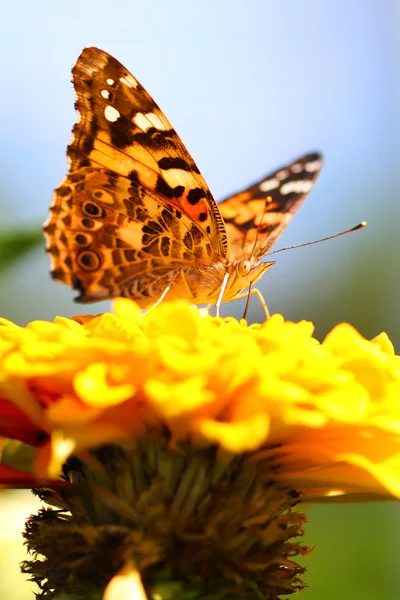 Zinnia üzerinde Kelebek — Stok fotoğraf