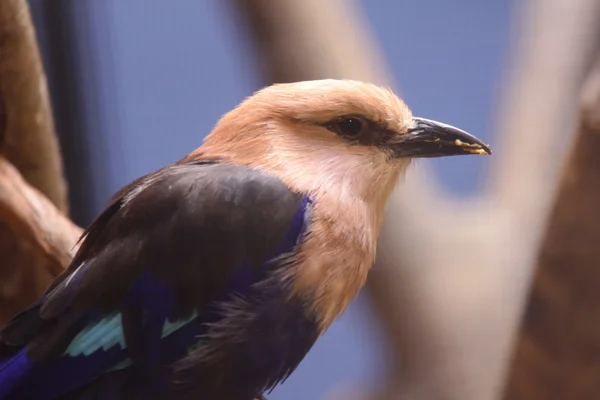 Blue bellied roller — Stock Photo, Image