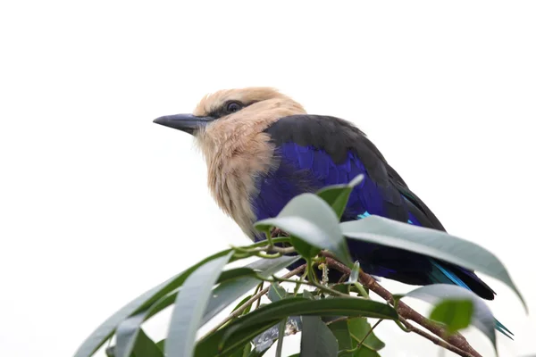 Blue bellied roller — Stock Photo, Image