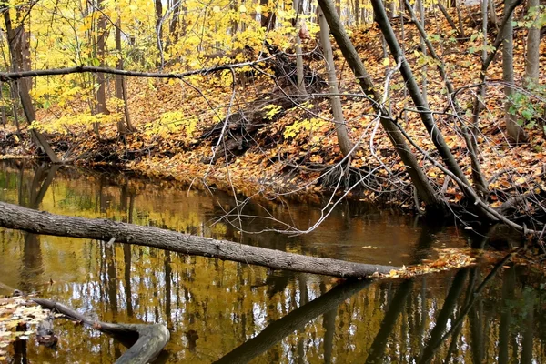 Jesienią drzewa streszczenie — Zdjęcie stockowe