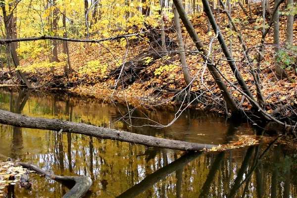 Árboles de otoño Resumen —  Fotos de Stock