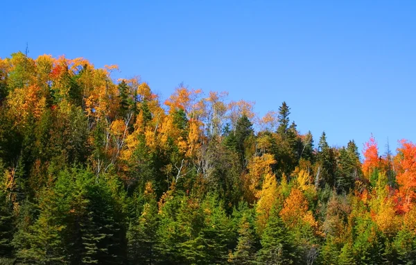 Autumn hill — Stockfoto