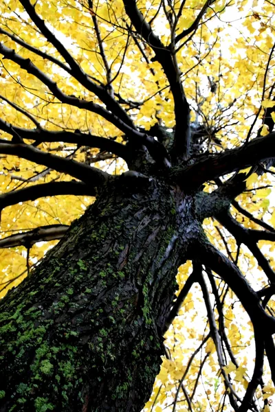 Árbol de arce de color amarillo — Foto de Stock